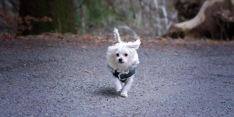 Pawsitively Stylish: The Ultimate Guide to Dressing Your Dog in Fashionable Outfits