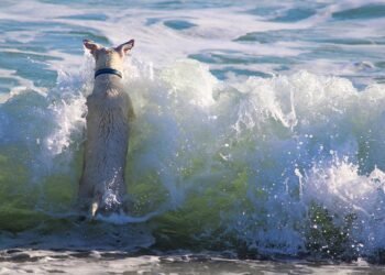 Unleash Your Dog’s Potential: Find the Best Dog School Near Me