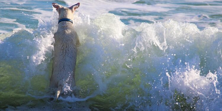 Unleash Your Dog’s Potential: Find the Best Dog School Near Me