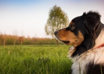 Unleash the Healing Power: Find Top Therapy Dog Training Near You