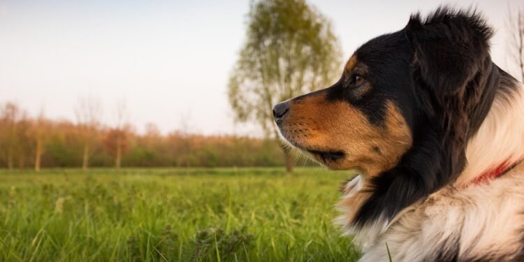 Unleash the Healing Power: Find Top Therapy Dog Training Near You