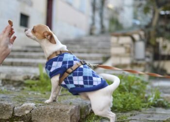 The Mighty Mini: Unleashing the Power of the Little Beast Dog