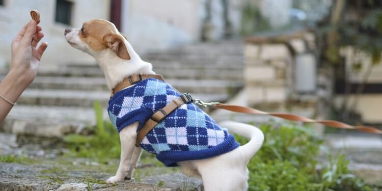 The Mighty Mini: Unleashing the Power of the Little Beast Dog