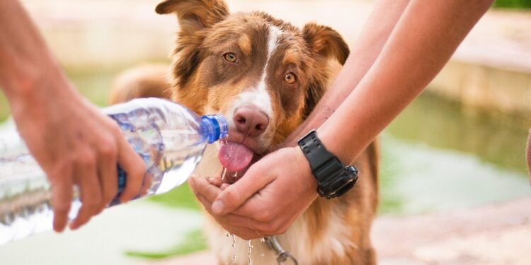 The Ultimate Guide to Choosing the Best Dog Leash for Your Pup