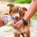 The Ultimate Guide to Choosing the Best Dog Leash for Your Pup