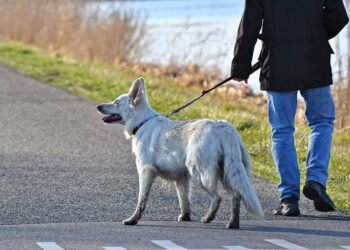 Conquer Your Canine’s Pulling Power: The Ultimate Guide to Harness Training