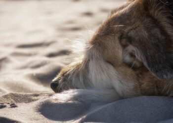 Top 10 Kid-Friendly Dog Breeds: Finding the Perfect Furry Companion for Your Family