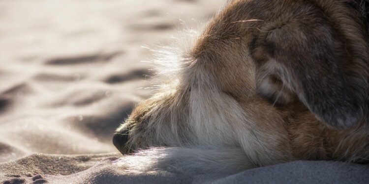 Top 10 Kid-Friendly Dog Breeds: Finding the Perfect Furry Companion for Your Family