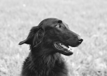 The Ultimate Guide to Finding Your Perfect Pup: Exploring the World of Dog Breeds