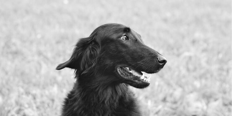 The Ultimate Guide to Finding Your Perfect Pup: Exploring the World of Dog Breeds