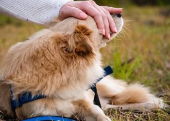 Tiny Protectors: The Best Small Hypoallergenic Dogs for Kids