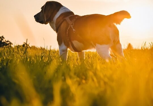 The Perfect Blend: Medium-Sized Short-Haired Dog Breeds for Every Lifestyle