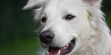 Optimal Canine Wellness: The Power of Nutritious Dog Health Food