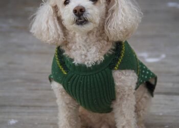 Paws and Play: The Joy of Fetching Fun with Your Furry Friend