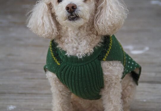 Paws and Play: The Joy of Fetching Fun with Your Furry Friend