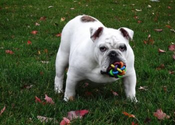 Unlocking the Canine Mind: The Fascinating World of Dog Puzzles