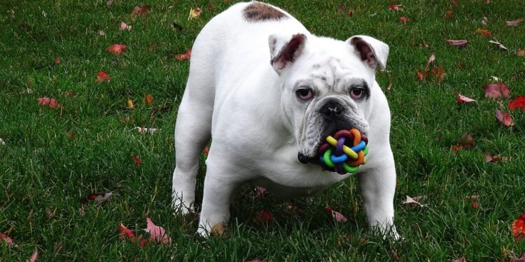 Unlocking the Canine Mind: The Fascinating World of Dog Puzzles