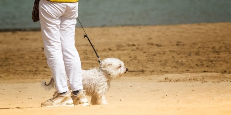 Unleash the Adventure: The Ultimate Guide to Rope Dog Leashes