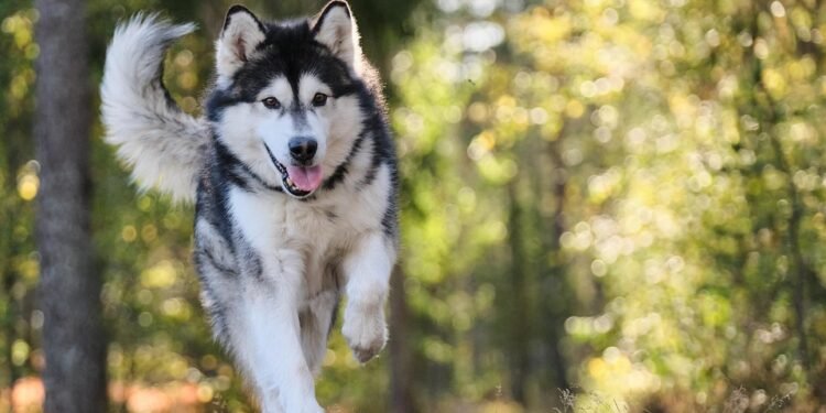 The Ultimate Guide to Keeping Your Dog Happy and Healthy