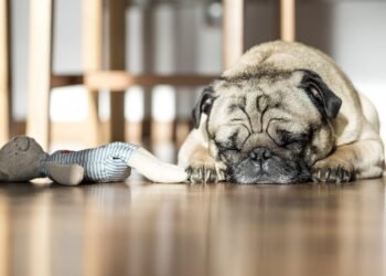 Paw-some Playtime: The Ultimate Ball Fetching Guide for Your Furry Friend