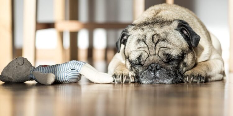 Paw-some Playtime: The Ultimate Ball Fetching Guide for Your Furry Friend