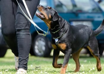 Mastering Dog Potty Training: Find Expert Help Near You