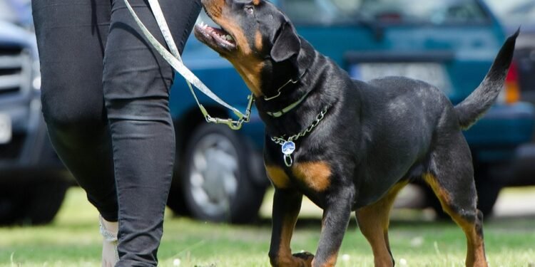 Mastering Dog Potty Training: Find Expert Help Near You