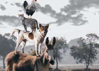 Top 10 Apartment-Friendly Pups: The Best Dogs for Small Spaces