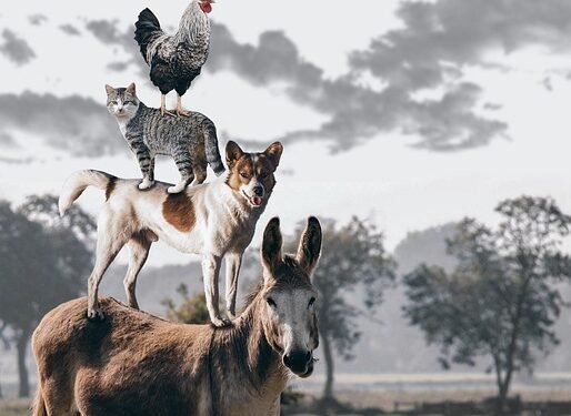 Top 10 Apartment-Friendly Pups: The Best Dogs for Small Spaces