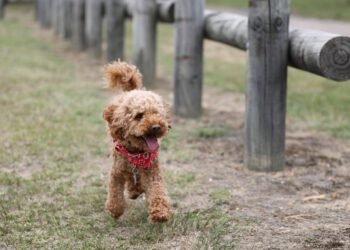 Bouncing with Joy: The Ultimate Dog Toy Ball in a Ball!