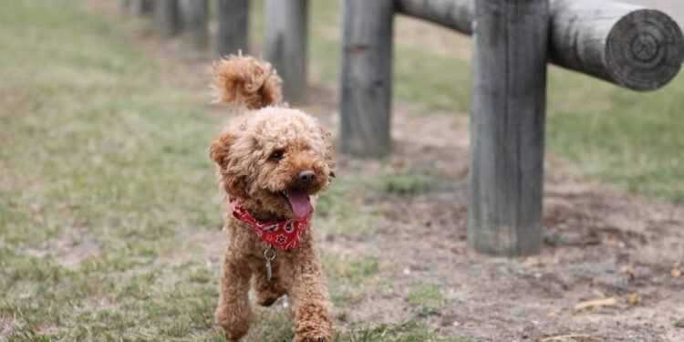 Bouncing with Joy: The Ultimate Dog Toy Ball in a Ball!