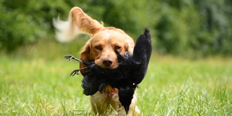 Pawsitively Perfect: Discover Top-rated Dog Training Classes Near You!