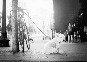 Unleash the Potential: The Benefits of Leash Training Your Dog