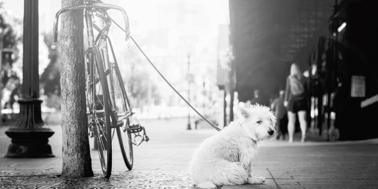 Unleash the Potential: The Benefits of Leash Training Your Dog