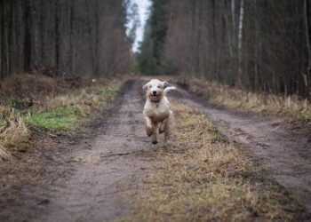 Freedom for Fido: The Ultimate Hands-Free Dog Leash Solution!