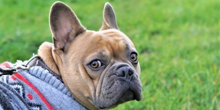 Stay Warm and Stylish: The Ultimate Guide to Dog Coats for Every Season