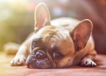 Top Apartment Pups: The Best Breeds for Independent Living