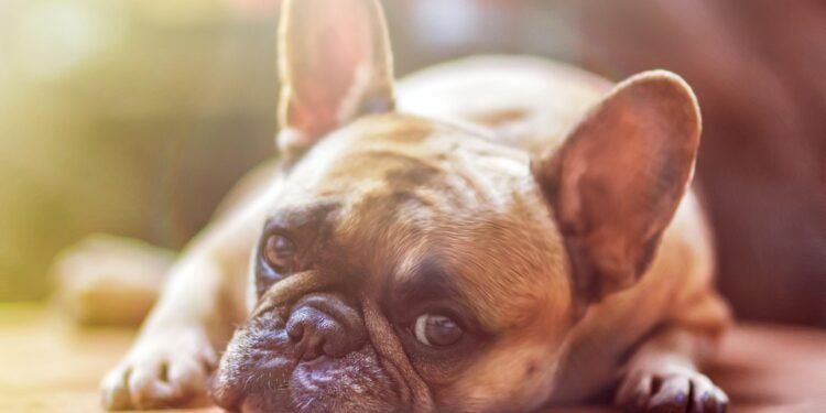 Top Apartment Pups: The Best Breeds for Independent Living