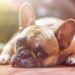 Top Apartment Pups: The Best Breeds for Independent Living