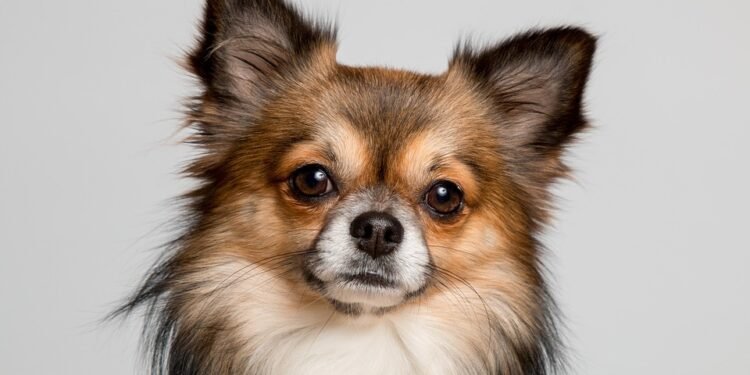 The Perfect Pet: Easy-to-Train Small Hypoallergenic Dogs