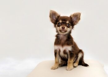 The Allergy-Friendly Pint-Sized Pups: Small Hypoallergenic Dogs for Every Home