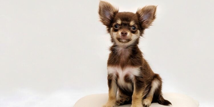 The Allergy-Friendly Pint-Sized Pups: Small Hypoallergenic Dogs for Every Home