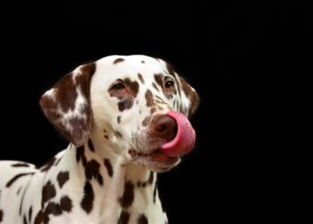 Guardians of the Home: Top Dog Breeds for Family Protection