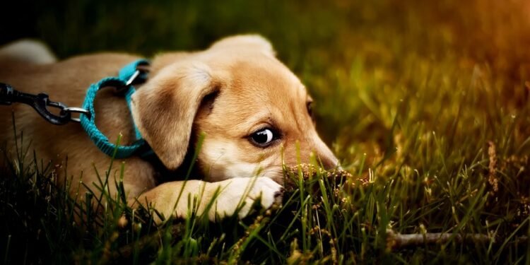 Slip Lead Leash: The Ultimate Tool for Easy and Effective Dog Training