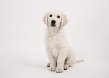 Gentle Giants: The Best Small Hypoallergenic Dogs for Kids