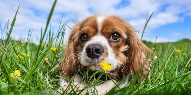 Splish Splash: Top Tips for Keeping Your Pup Hydrated at the Water Bowl