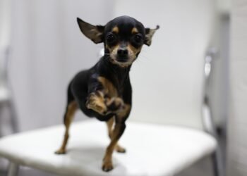 Chew on This: The Best Puppy Teething Toys to Soothe Sore Gums