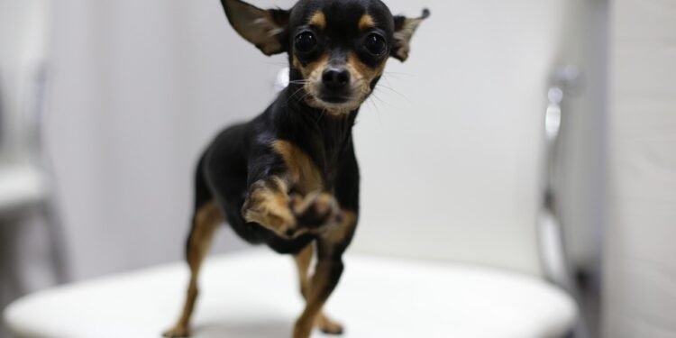 Chew on This: The Best Puppy Teething Toys to Soothe Sore Gums