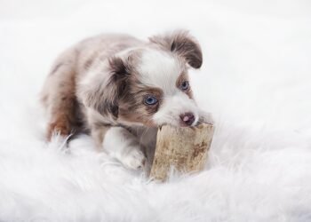 Fetch Fun: The Best Dog Ball Toys for Endless Playtime