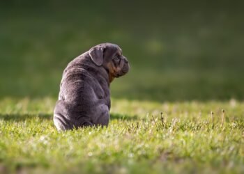 Top 10 Family-Friendly Dog Breeds: Finding the Perfect Companion for Your Home